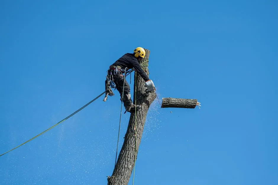 Intervention d'élagage en hauteur — Cyprès de Chez Vous