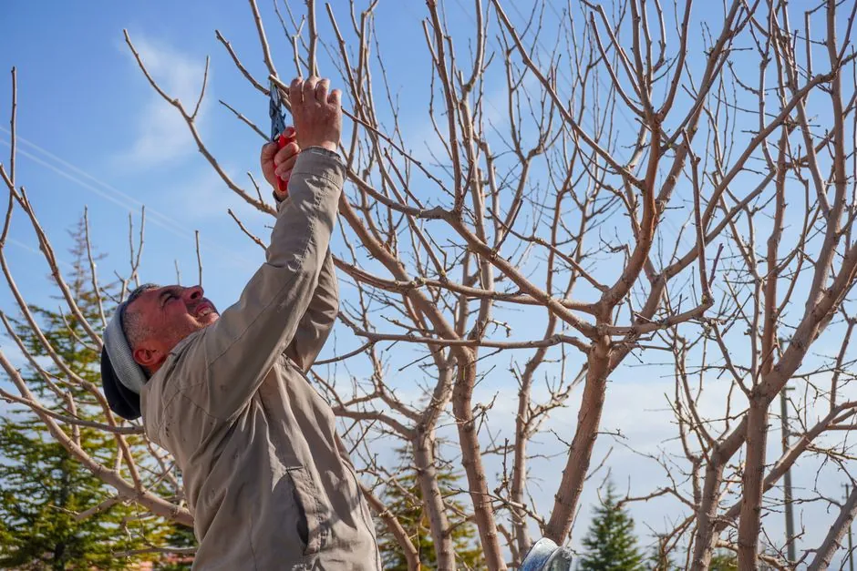 Élagage d'arbres — Cyprès de Chez Vous