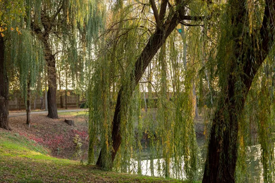 Entretien d'arbres ornementaux