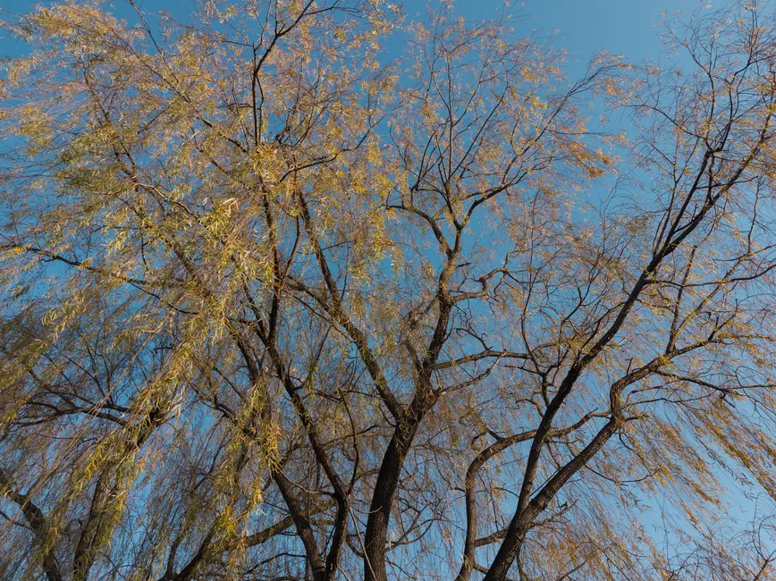 Abattage arbre dangereux — nord 77